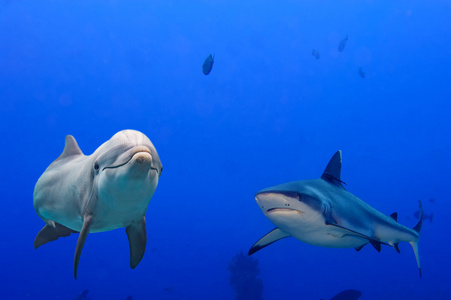 灰色的鲨鱼和海豚水下