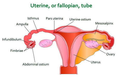 子宫和输卵管管图
