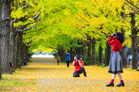 银杏叶在秋天，日本的秋天