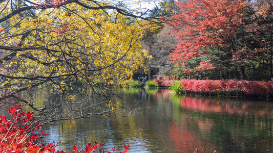 金秋时节，与漂亮的颜色，日本长野县轻井泽的