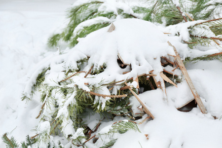 雪覆盖干草地和杉木树特写图片