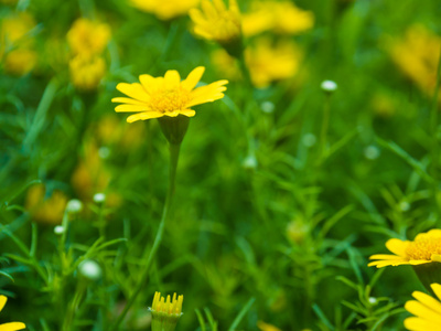 美丽的黄色花朵春天场景背景