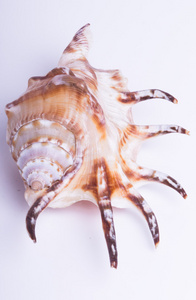 海贝壳白色背景上