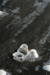 黑色沙滩上的白色贝壳图片