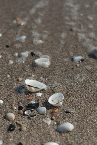 黑色沙滩上的白色贝壳