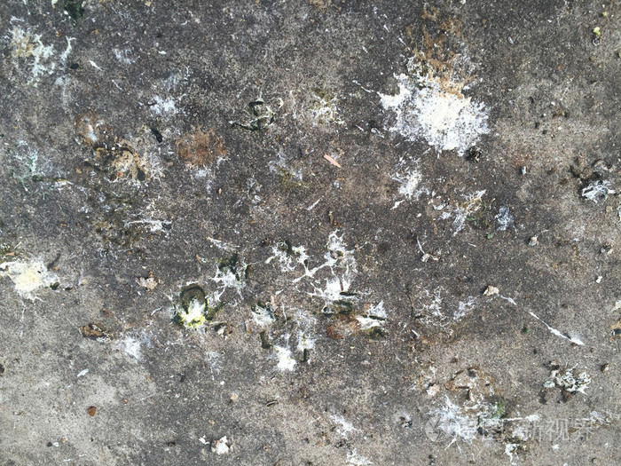在水泥背景上的鸟粪