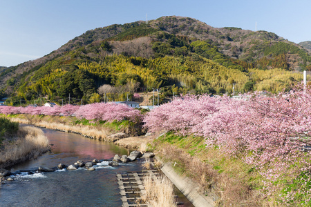 盛开的樱花树，沿着河