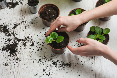 家庭园艺种植室内植物图片