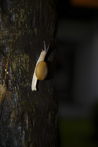 蜗牛爬上一棵树