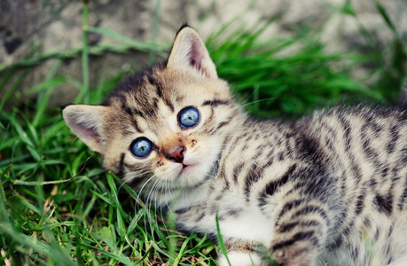 可爱的小猫，和蓝色的眼睛