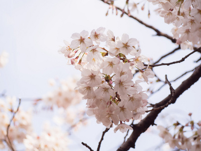 樱花在日本的树上