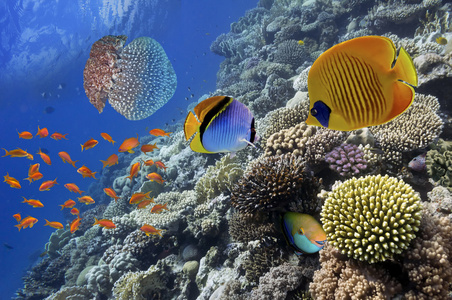 珊瑚与 tropica 精彩 美丽的海底世界