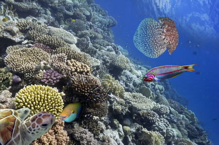 珊瑚与 tropica 精彩 美丽的海底世界