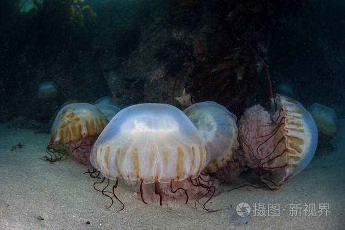 对海底的海带森林海荨麻水母