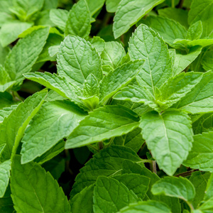 特写新鲜种植薄荷叶在蔬菜花园