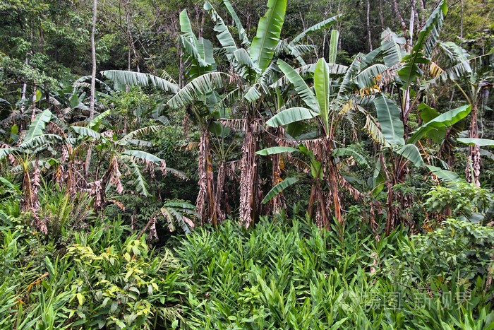 巴拉那的巴西雨林