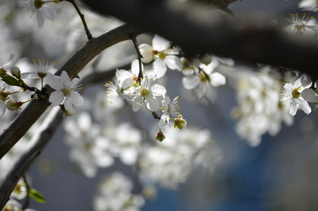 樱花小枝. 红色梅花以经典的美风