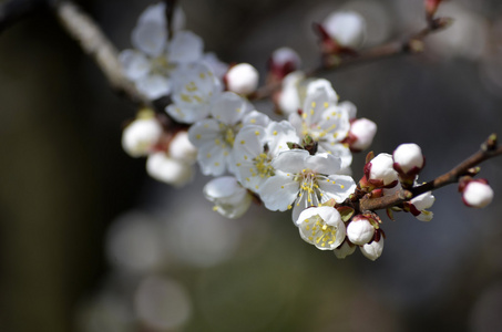 春天开花的树上的苹果。春天盛开的樱花。花朵盛开的苹果树。盛开的樱花。盛开的杏树