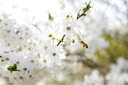 春天，百花齐放，绿树