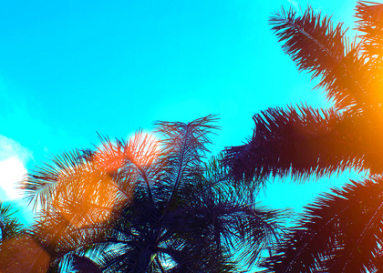 蓝天日落和棕榈树