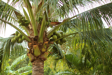 热带岛屿上的椰子棕榈