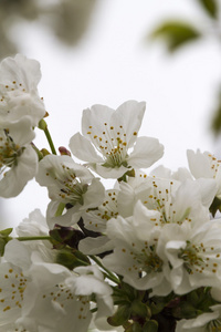 春天树枝上的白花