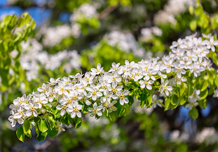 苹果树枝开花