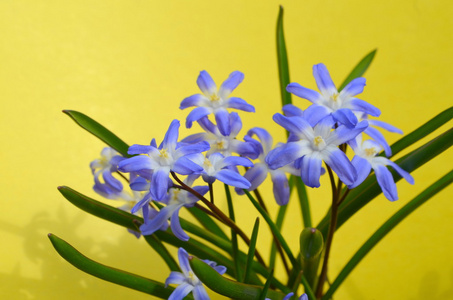 Chionodoxa 蓝色报春花