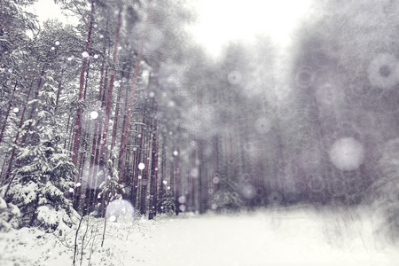 在冬季森林降雪