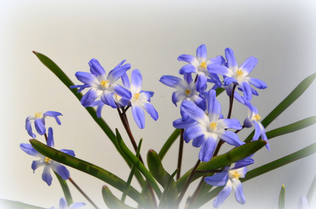 Chionodoxa 蓝色报春花