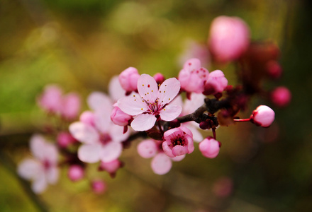 粉红色的花枝树