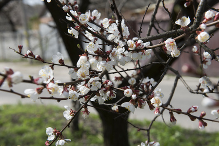开花的树杏子。春天。乌克兰