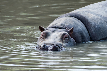 hyppopotamus 河马关闭了肖像