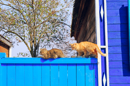 两只红猫坐在蓝色的栅栏上