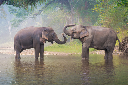 泰国森林深处的天然河流中的亚洲大象