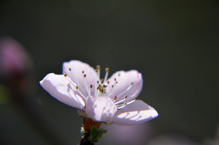 粉红中国梅花或日本杏花, 梅花