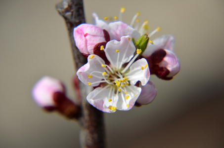 粉红中国梅花或日本杏花, 梅花