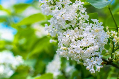 盛开的白色紫丁香花花卉背景与文本的自由空间