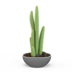 Cleistocactus flavispinus室内盆栽植物仙人掌的陶罐，孤立的白色背景上。3d 渲染 3d 图