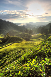 在 Cameron 高原，马来西亚的茶叶种植园