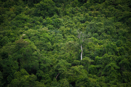 泰国热带雨林国家公园世界