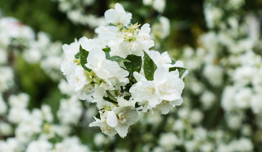 盛开的白色花朵在绿色背景上