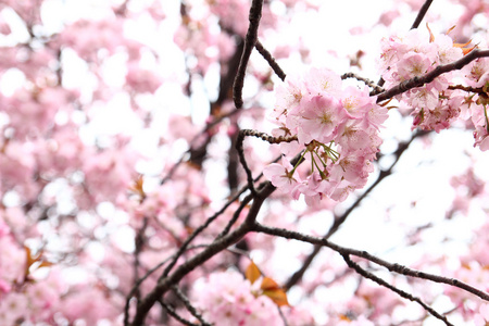 粉色樱花