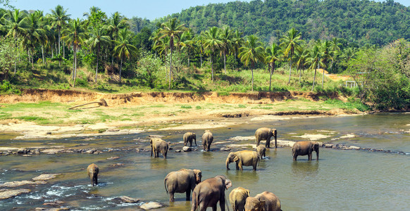 大象的家族亚洲大象图片