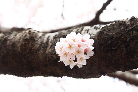 粉色樱花