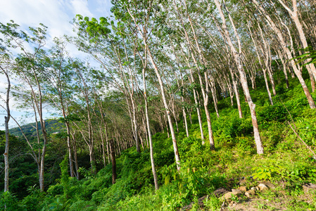 橡胶树种植，用于生产天然原料乳胶