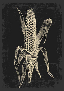 成熟的玉米和叶子在玉米棒上。 矢量老式雕刻插图