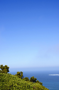 海滨植物和蓝蓝的天空背景