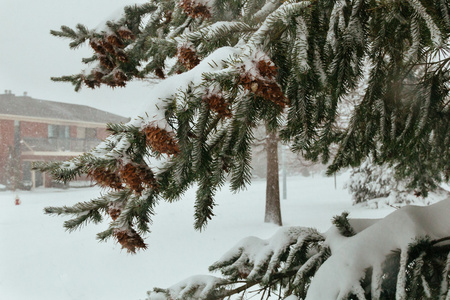 第一个雪松树锥树自然冬天图片