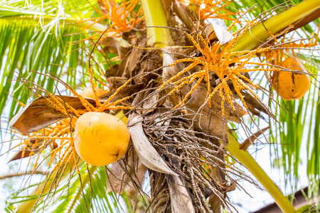 吊在一棵棕榈的黄椰子